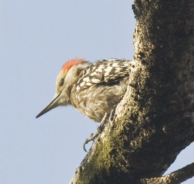 Yellow-headed Pigmy Woodpecker