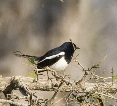 Oriental Magpie Robin