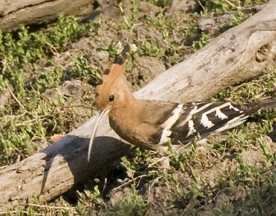 Common Hoopoe