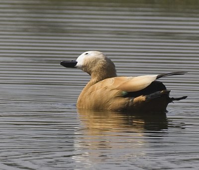 Ruddy Shelduck