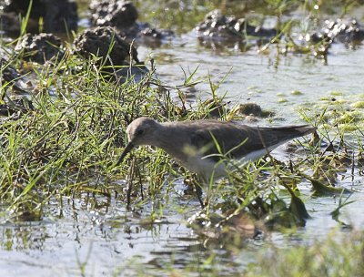 Common Sandpiper