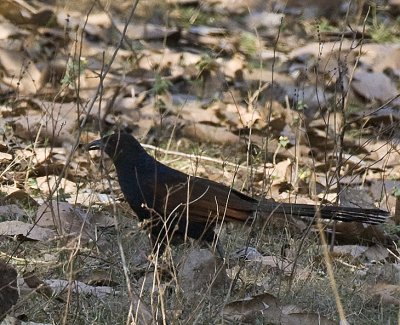 Greater Coucal