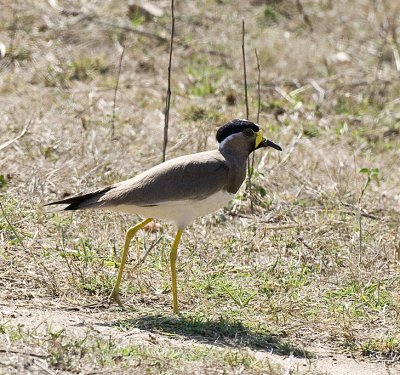 Yellow-wattled Lapwing