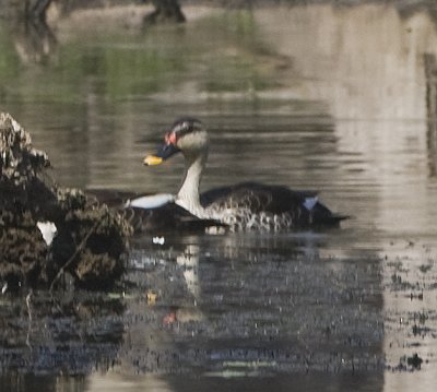 Spot-billed duck