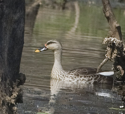 Spot-billed duck