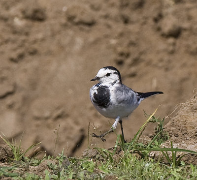 White Wagtail