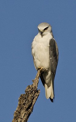 Black-shouldered Kite