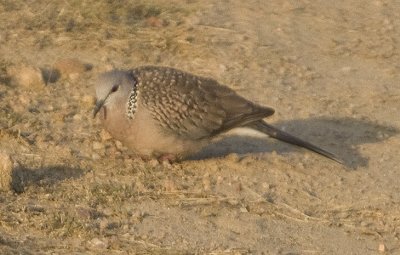 Laughing Dove