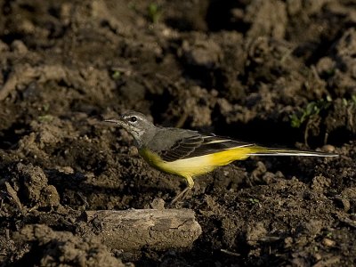 Grey Wagtail