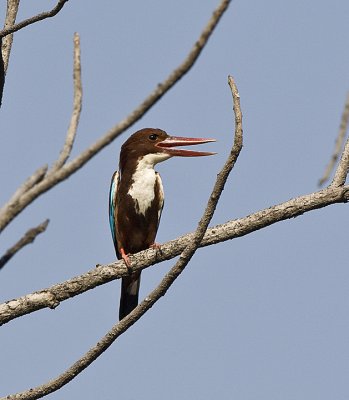 White-throated Kingfisher