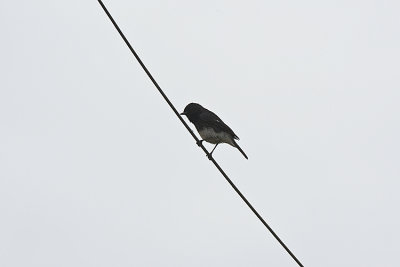 Pied Billed Chat