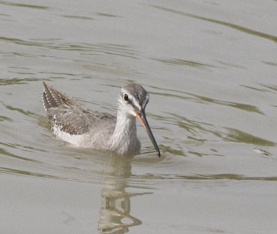 Red Knot