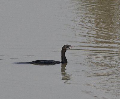 Little Cormorant