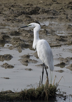 Intermediate Egret