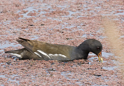 Common Moorhen