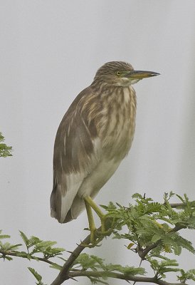 Pond Heron