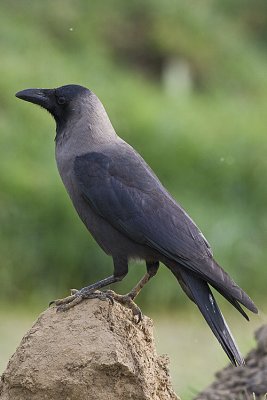 House Crow