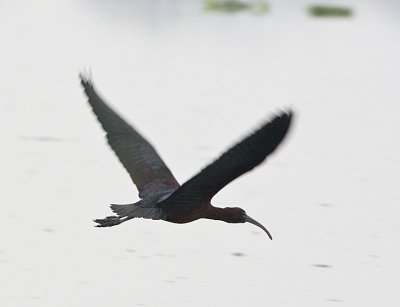Black Ibis in flight
