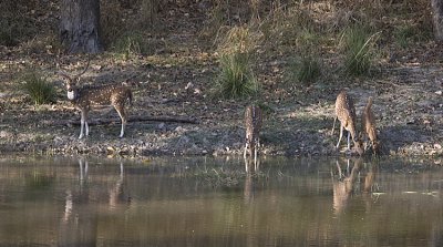 Spotted Deer drink