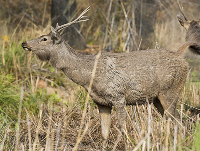 Sambar