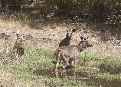 Sambar