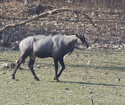 Nilgai