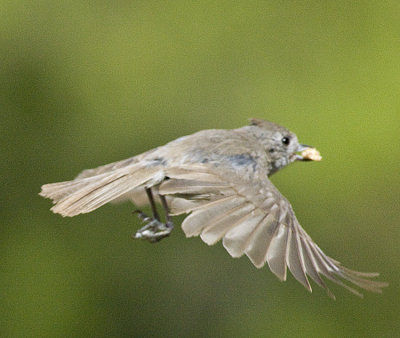 Oak Titmouse in flight