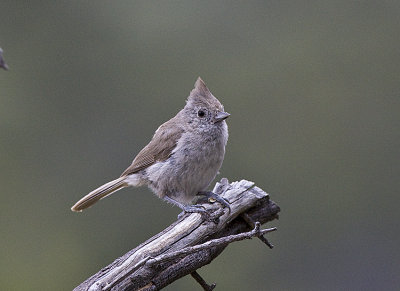 Oak Titmouse