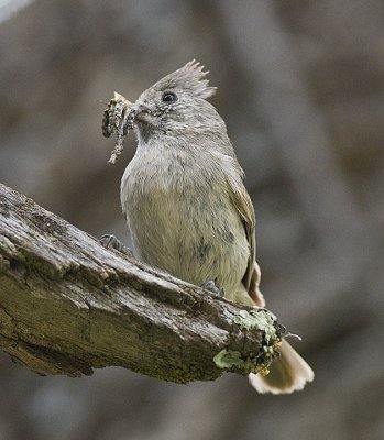 Oak Titmouse takes food to chick
