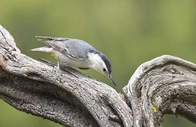 White-breasted Nuthatch going down hill