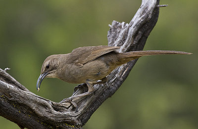 California Thrasher