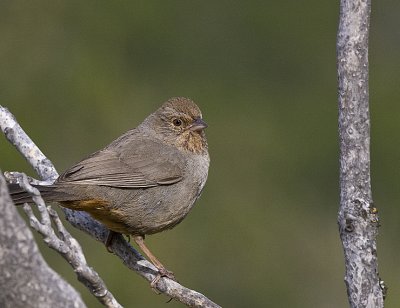 Wrentit