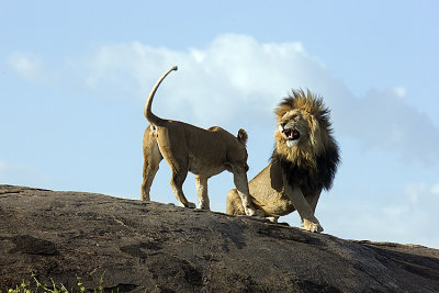 Female gets roar