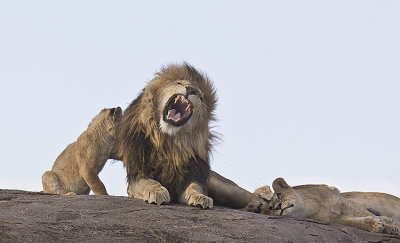 Cub gets roar