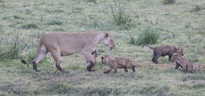 Mom and cubs