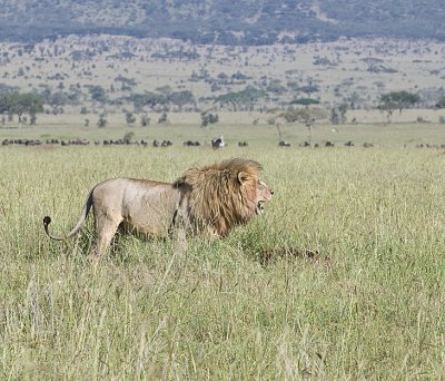 Lion guards kill