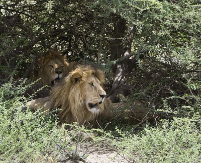 Males shelter at miday