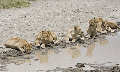 Females and cubs