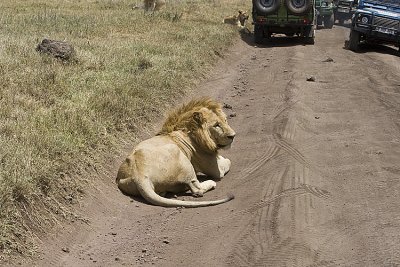 Lion on road