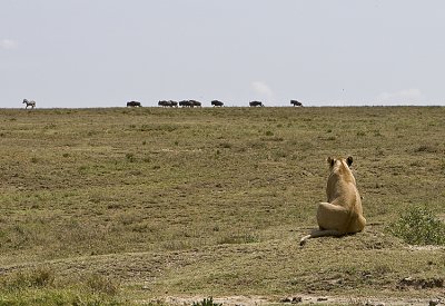 Lioness watch wildebeasts arrive
