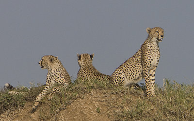 Cheetahs watch for prey