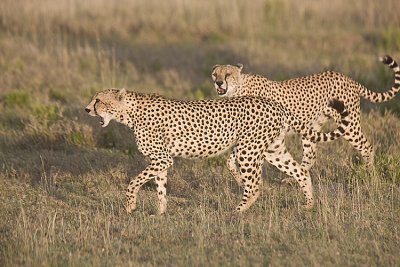 Cheetahs