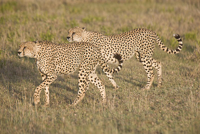 Cheetahs