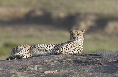 Cheetah