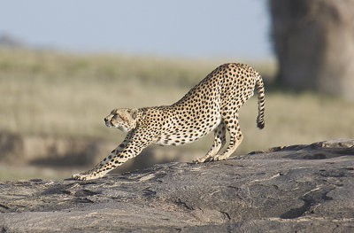 Cheetah