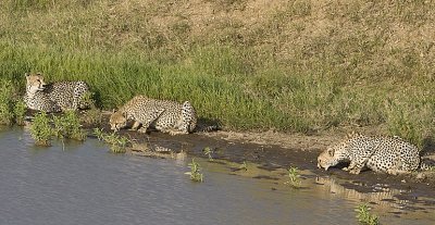 Cheetahs drink