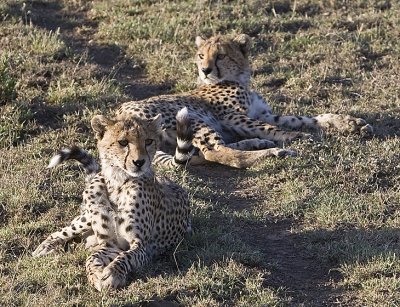 Cheetahs babyies play