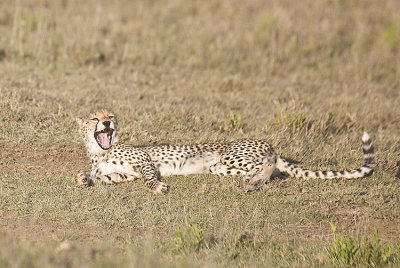 Cheetah yawns