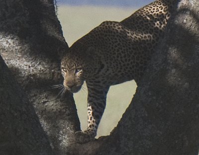 Leopard female guards her kill