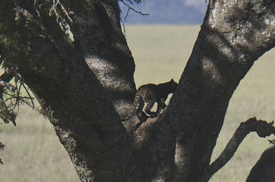 Leopard  cub ascends